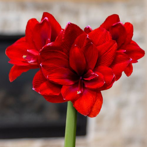 Holiday Glow Ragtime Amaryllis Gift Image