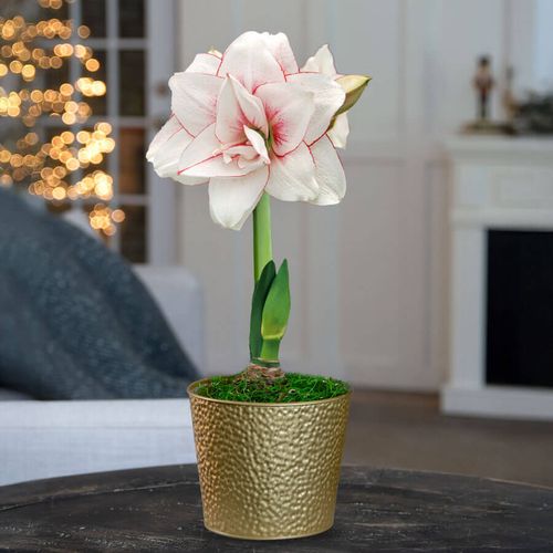 Holiday Glow Single Elvas Potted Amaryllis Bulb Gift Image