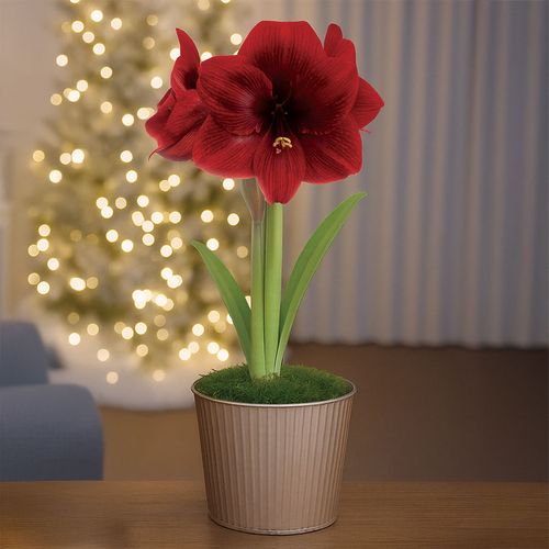 Champagne Dream Single Marrakesh Potted Amaryllis Bulb Gift Image
