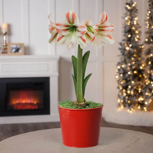 Merry and Bright Single Moonscene Potted Amaryllis Bulb Gift Image