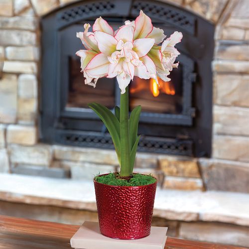 Joyous Season Single Harlequin Potted Amaryllis Bulb Gift Image