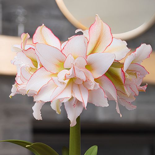 Joyous Season Harlequin Amaryllis Gift Image