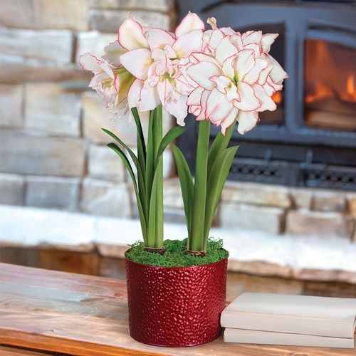 Joyous Season Double Harlequin Potted Amaryllis Bulb Gift Image