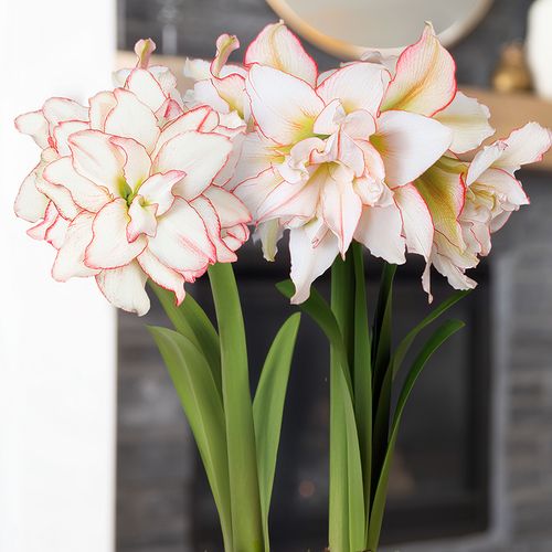Joyous Season Harlequin Amaryllis Duo Gift Image