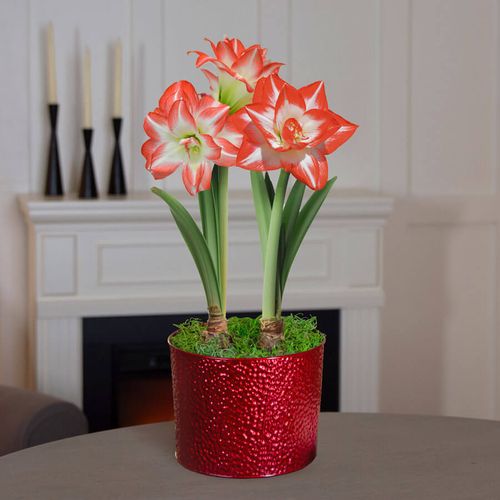 Joyous Season Double Blossom Peacock Potted Amaryllis Bulb Gift Image