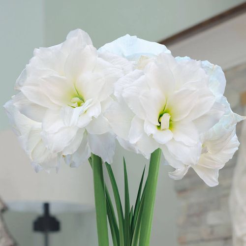 Let It Snow Single Alfresco Potted Amaryllis Bulb Gift Image