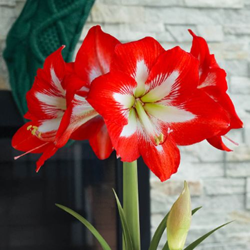 Let It Snow Single Cocktail Potted Amaryllis Bulb Gift Image