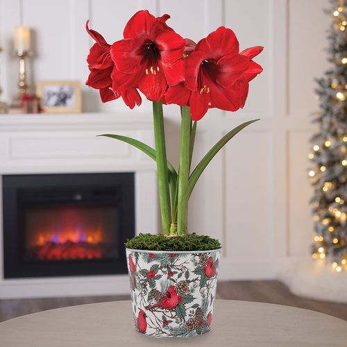 Sweet Memories Single Miracle Potted Amaryllis Bulb Gift Image