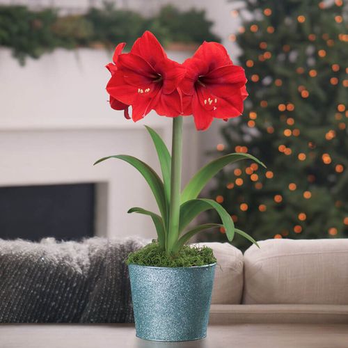 Holiday Sparkle Single Red Lion Potted Amaryllis Bulb Gift Image