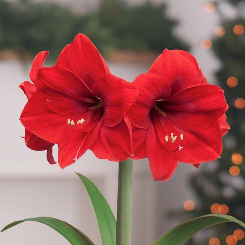Holiday Sparkle Single Red Lion Potted Amaryllis Bulb Gift Image