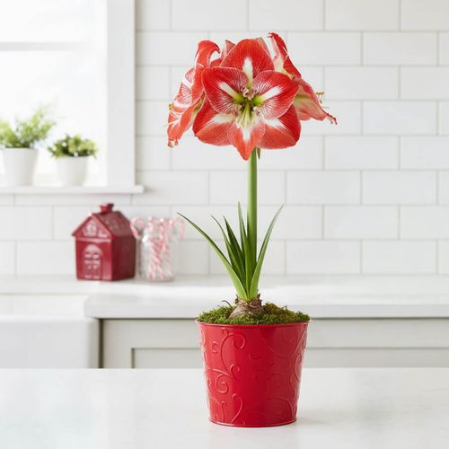 Classic Christmas Single Minerva Potted Amaryllis Bulb Gift Image