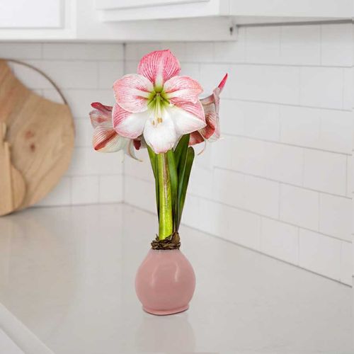 Pink Waxed Amaryllis Bulb Apple Blossom Flower Image