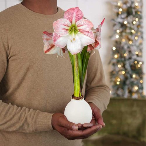 White Waxed Amaryllis Bulb Apple Blossom Flower Image