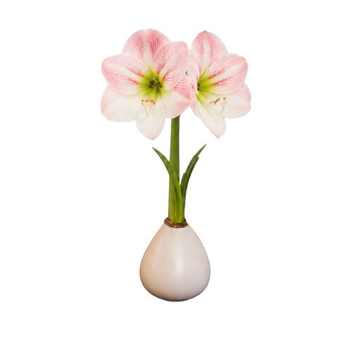 White Waxed Apple Blossom Amaryllis Gift Image