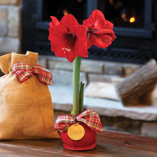 Holiday Love Red Lion Waxed Amaryllis Bulb Image