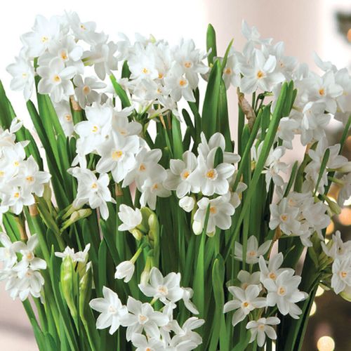 Graceful Beauty Paperwhite Bulb Gift Image