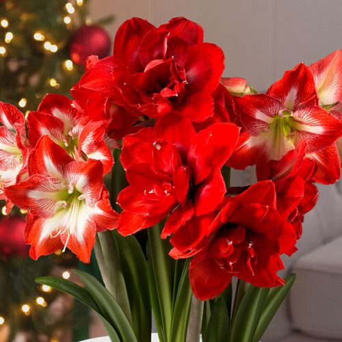 Best of Season Amaryllis Bulb Garden Gift Image