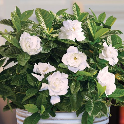 Glamorous Gardenia Gift Plant Image
