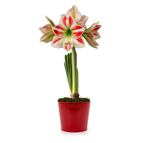 Merry and Bright Single Moonscene Potted Amaryllis Bulb Gift Image