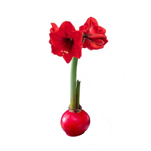 Red Waxed Amaryllis Bulb Red Lion Flower Image