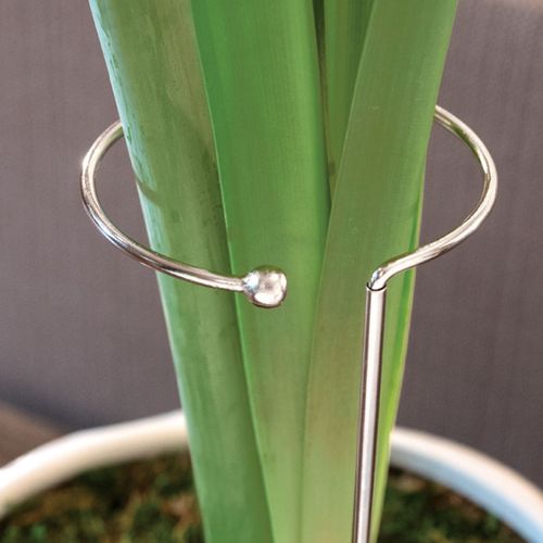 Silver Amaryllis Bloom Support Image