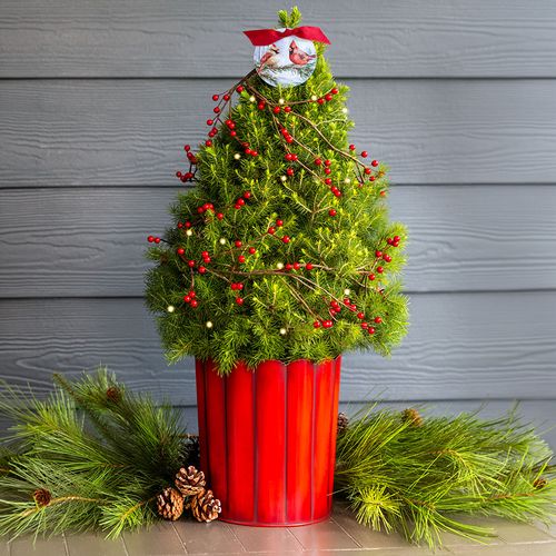 Cardinal's Visit Living Tabletop Christmas Tree Image