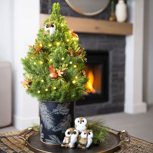 Forest Friends Living Tabletop Christmas Tree Image