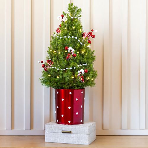 Peppermint Twist Living Tabletop Christmas Tree Image