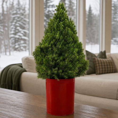 Festive Red Spruce It Up Living Tabletop Christmas Tree Image