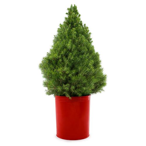 Festive Red Spruce It Up Living Tabletop Christmas Tree Image
