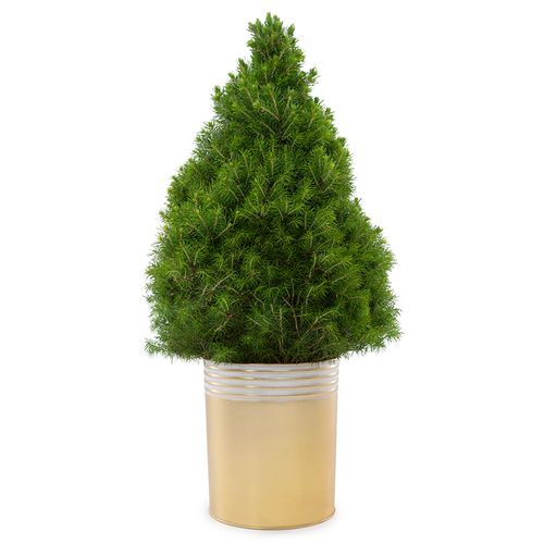 Golden Glow Spruce It Up Living Tabletop Christmas Tree Image