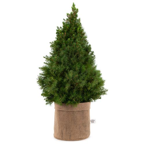 Natural Beauty Spruce It Up Living Tabletop Christmas Tree Image
