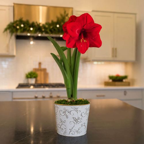 Winter Holly Red Lion Amaryllis Gift Image