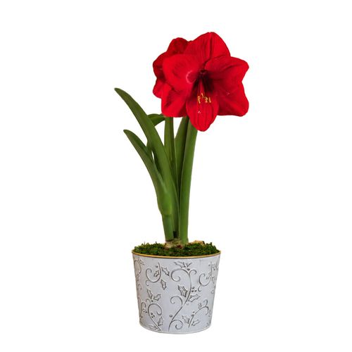 Winter Holly Red Lion Amaryllis Gift Image