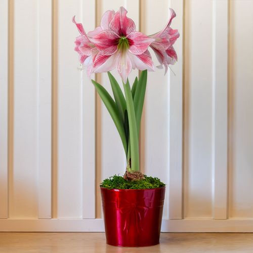 Pretty Bow Glee Amaryllis Gift Image