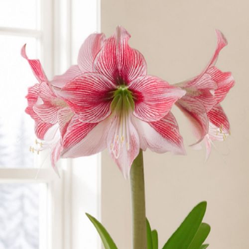 Pretty Bow Glee Amaryllis Gift Image