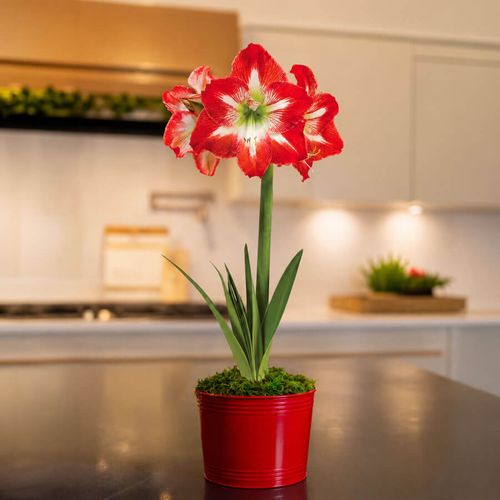 Holiday Cheer Minerva Amaryllis Gift Image