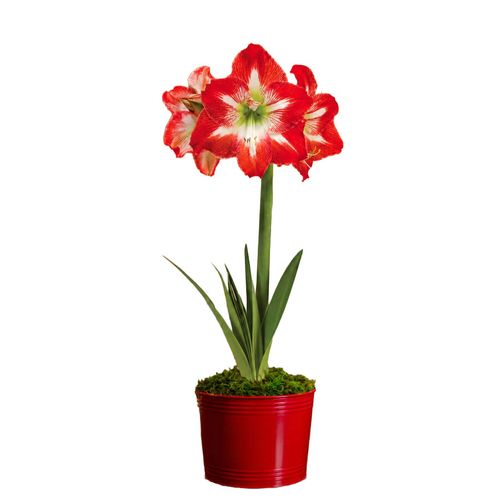 Holiday Cheer Minerva Amaryllis Gift Image