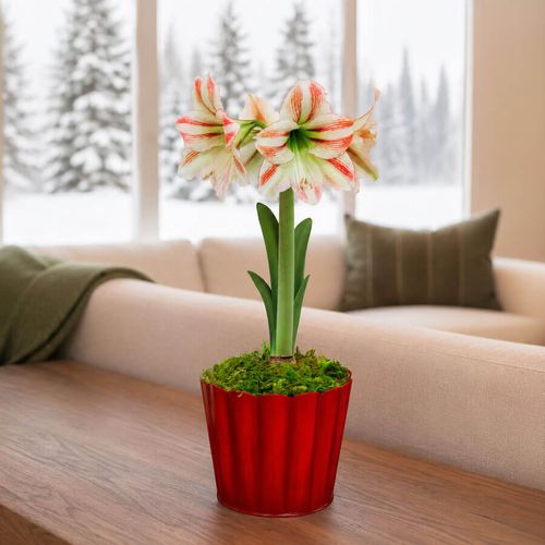 Warm Wishes Moon Scene Amaryllis Gift Image