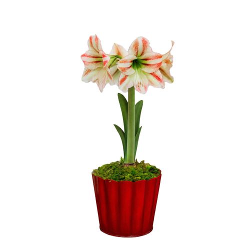 Warm Wishes Moon Scene Amaryllis Gift Image