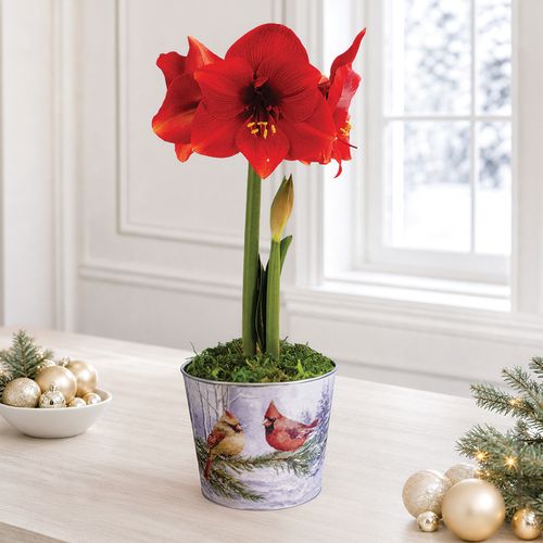 Sweet Memories Miracle Amaryllis Gift Image