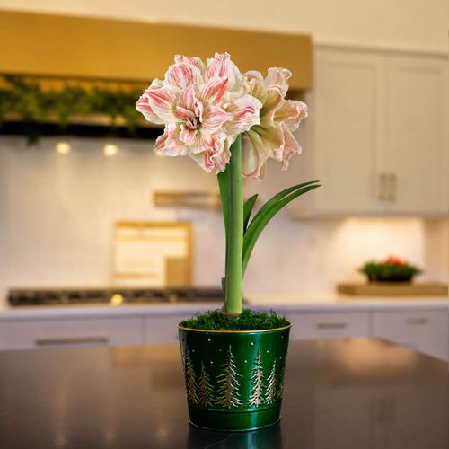 Majestic Woods Striped Echo Amaryllis Gift Image