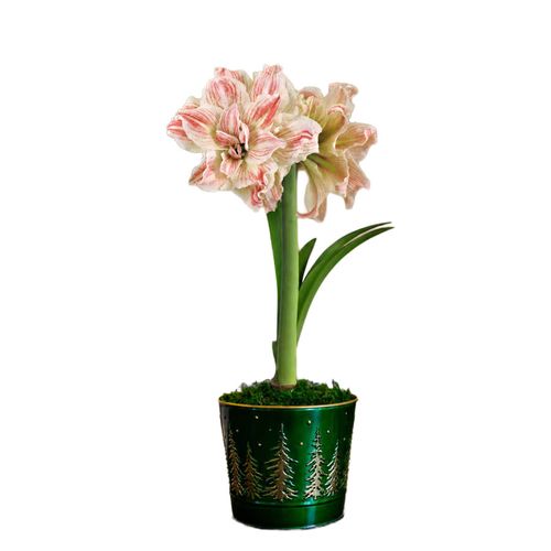 Majestic Woods Striped Echo Amaryllis Gift Image