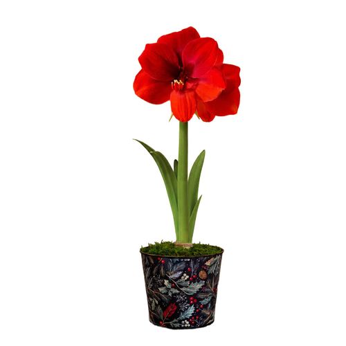 In the Forest Ferrari Amaryllis Gift Image