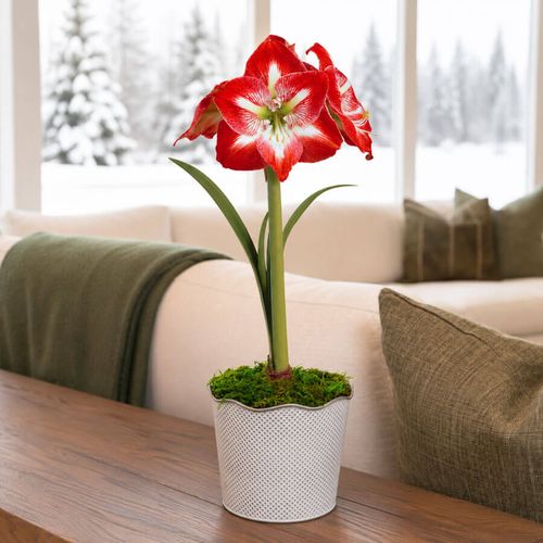 Good Tidings Minerva Amaryllis Gift Image