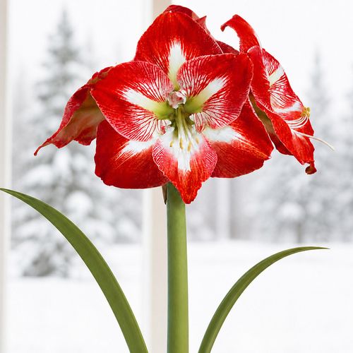 Good Tidings Minerva Amaryllis Gift Image