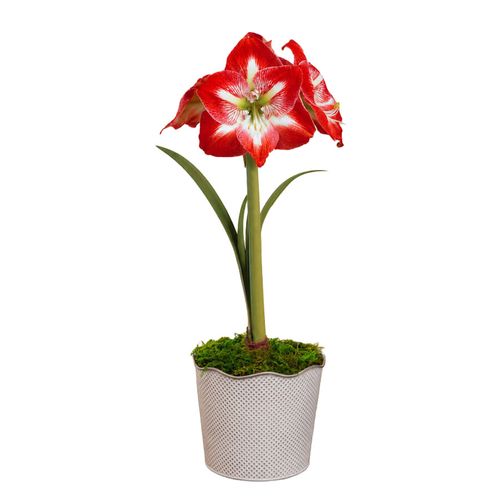 Good Tidings Minerva Amaryllis Gift Image