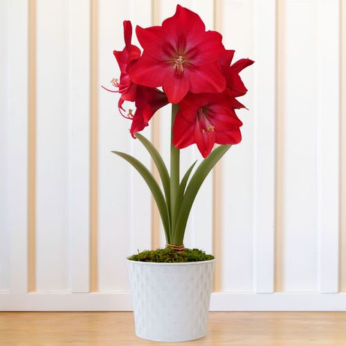Sparkling Snow Sapphire Amaryllis Gift Image
