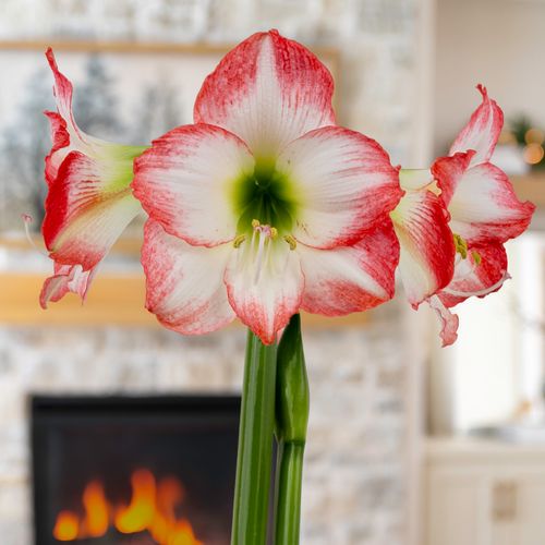 Sparkling Snow Sapphire Amaryllis Gift Image