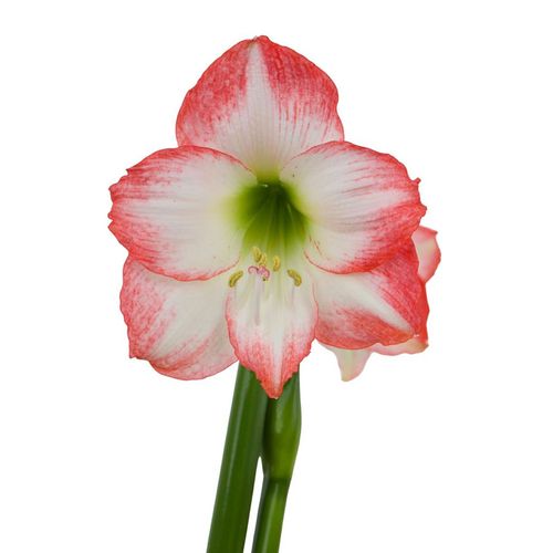 Sparkling Snow Jester Amaryllis Gift Image